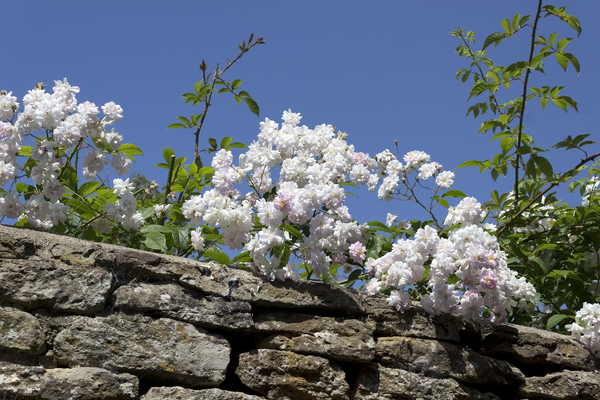Rambling roses: Rambling roses on an old wall in a village in Wiltshire, England.
