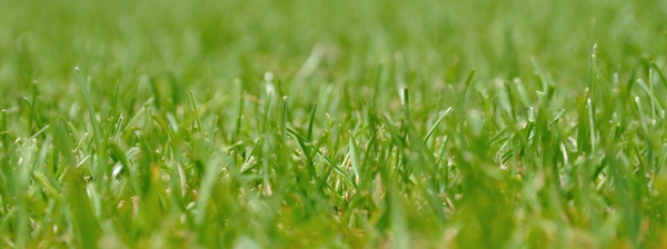 Grass 2