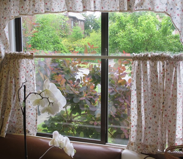 Orchids and kitchen window