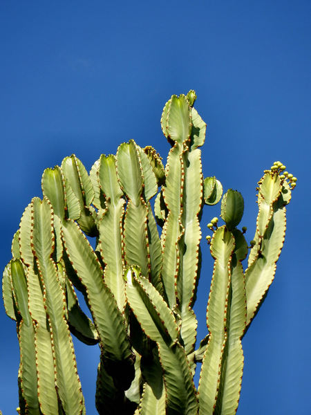 cactus skyreach2