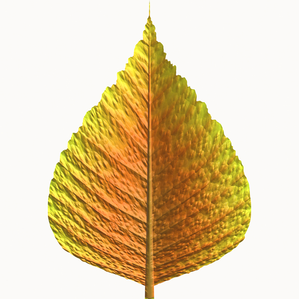 Isolated Leaf 2