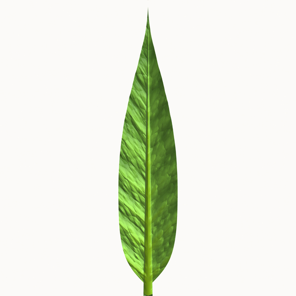 Isolated Leaf 3