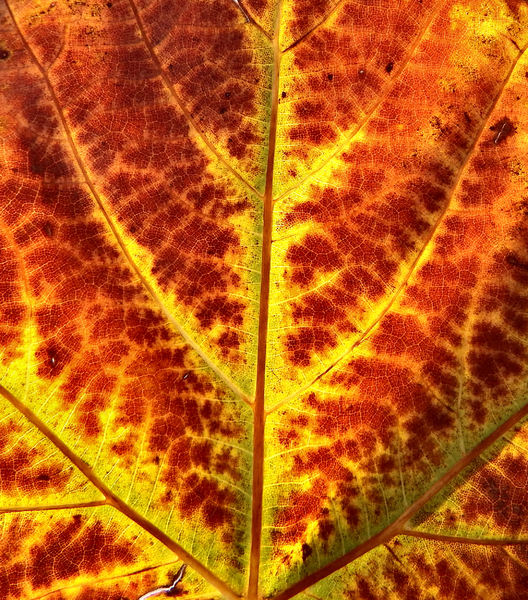 autumn leaf light2: 