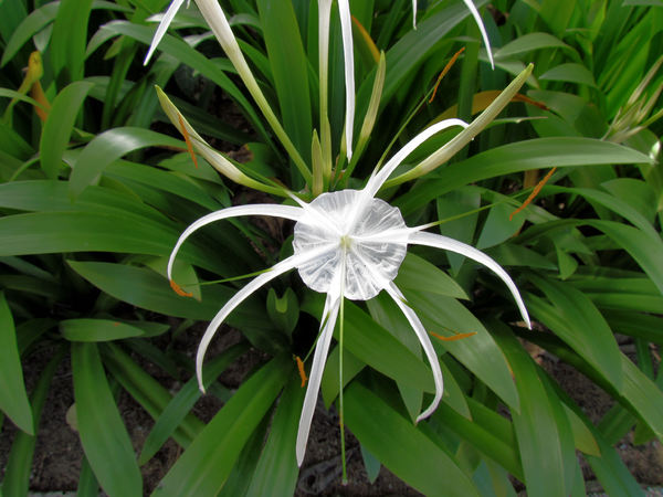 spider lily3