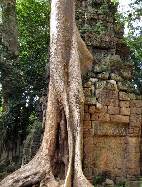 temple trees4