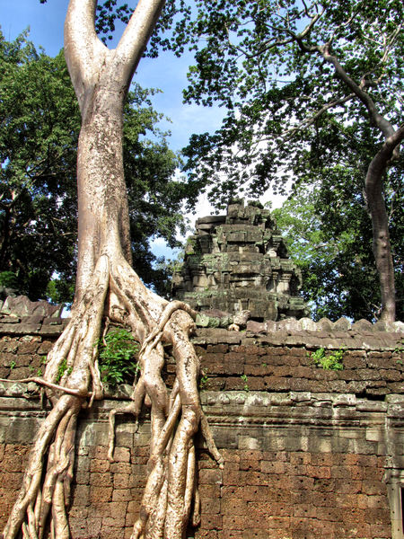 temple trees3