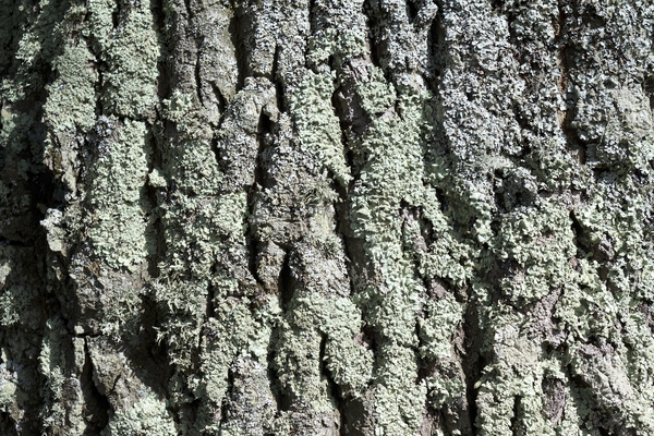Lichen-covered bark