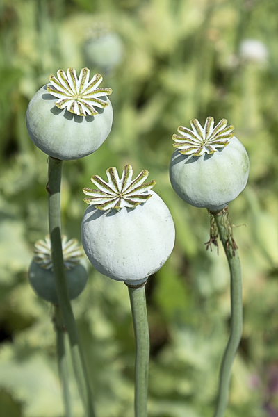Poppy seedheads