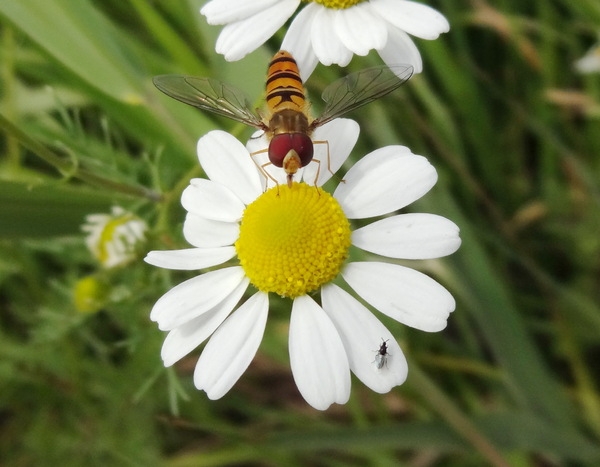 Hoverfly on chamomile