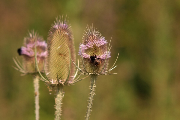 Teasel and Bee