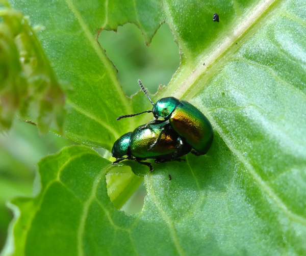 Mating beetles