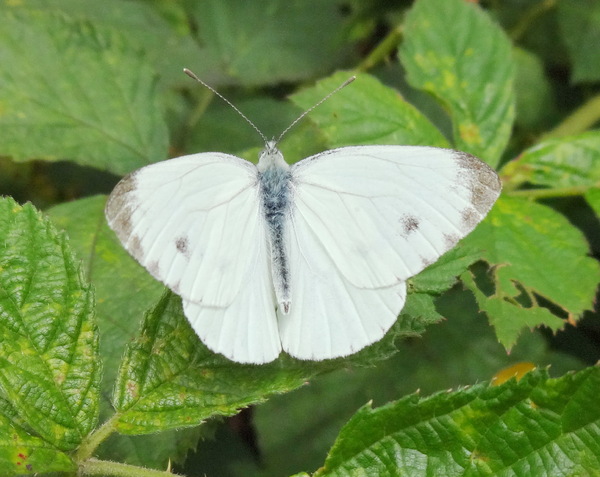 White butterfly: White butterfly on leaf
