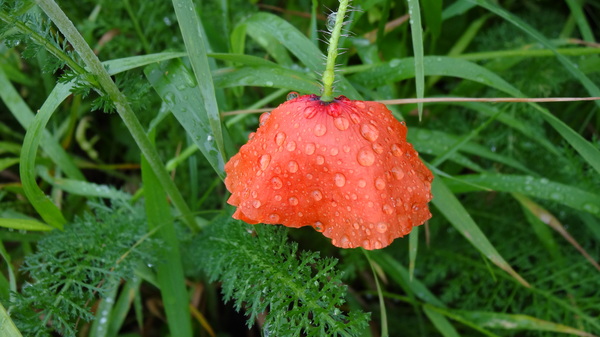Poppy with raindrops