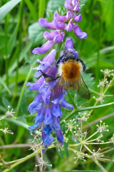 Bumblebee on purple flower