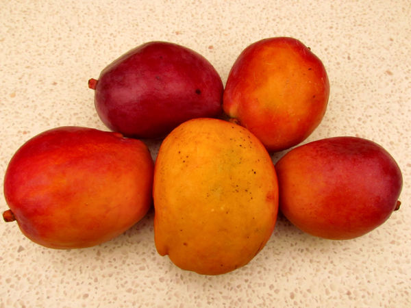 colourful mangoes1