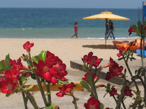 Red flowers at the beach: bright red flowers in the foreground, a Mexican beach and walking figures in the background.
