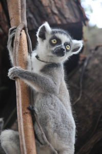 baby lemur: baby lemur