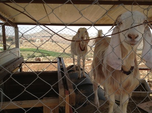 Goats near the Herodium