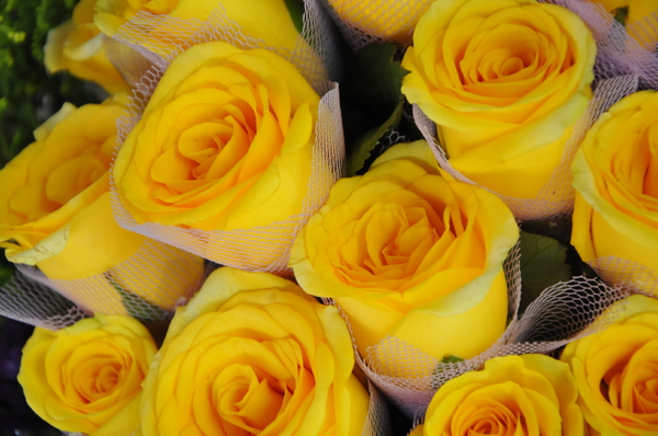 yellow rose background