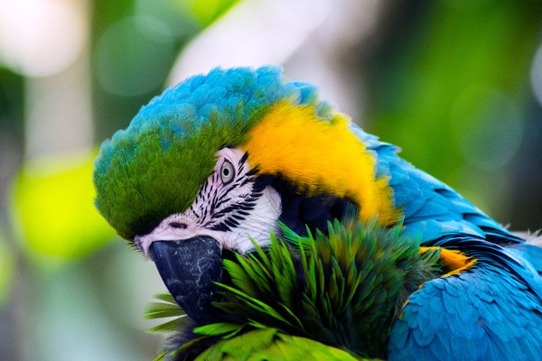 Macaw militar: 