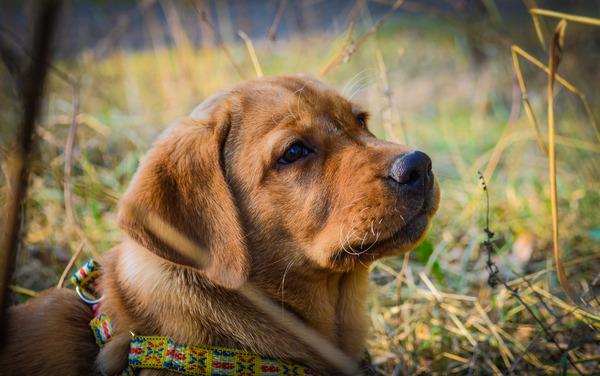 Golden puppy: Golden labrador retriever puppy