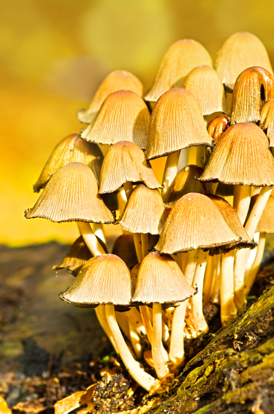 Sunny mushrooms