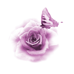 rose and butterfly: 