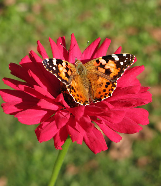 mijn tuin vlinder: 