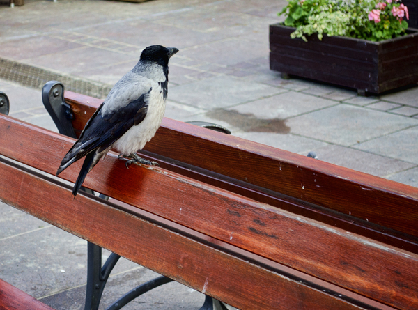 bird on a bench