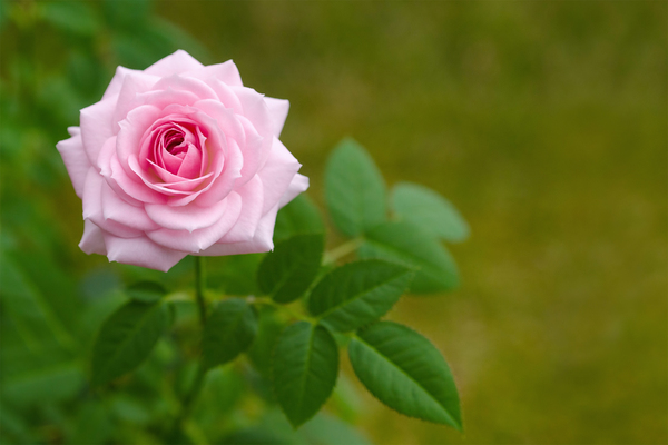 Pink Rose: no description