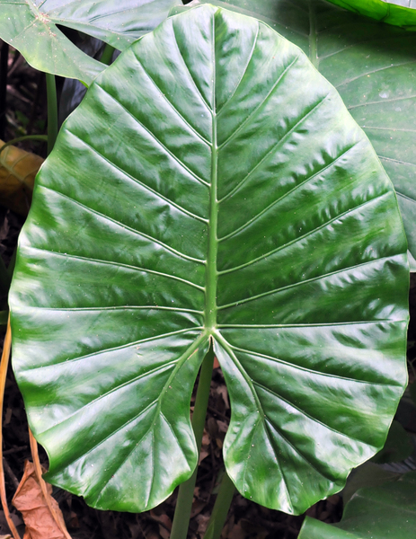 huge green leaf