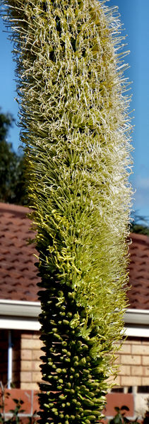 flowering succulent3