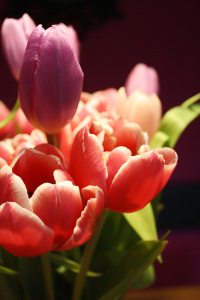purple tulips 3