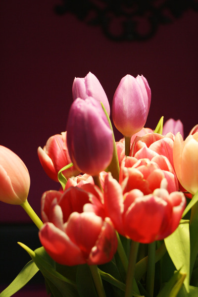 purple tulips 1