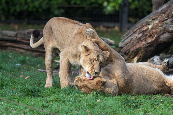 2 Lionesses playing and lickin