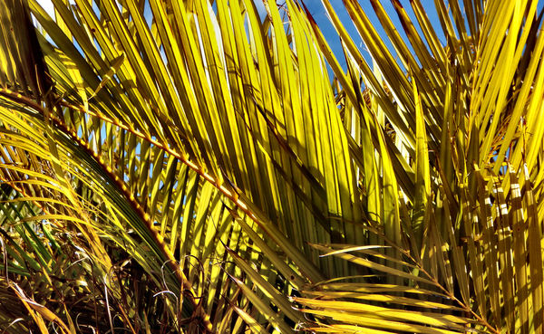 palm background2