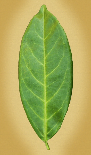 Pastel Leaf