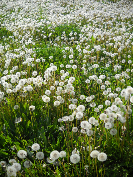 dandelions and grass 2