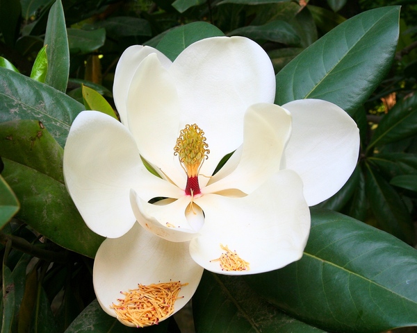 Magnolia flower
