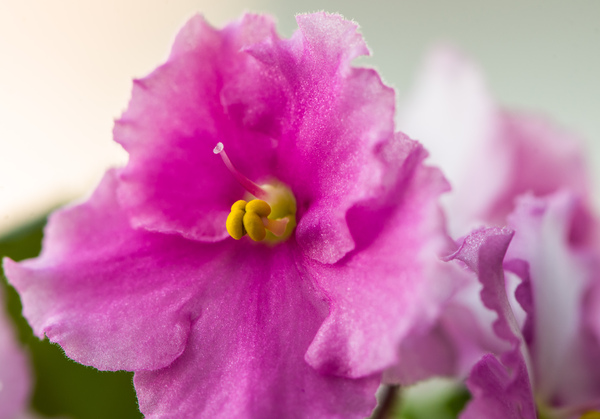 Viola: Pink flower