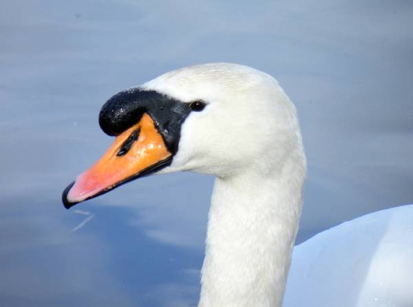 The Head Swan