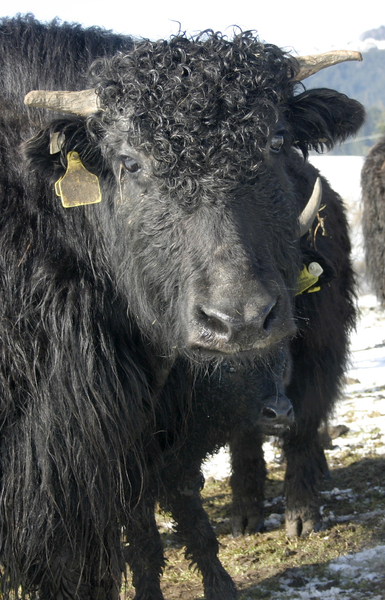 black yak
