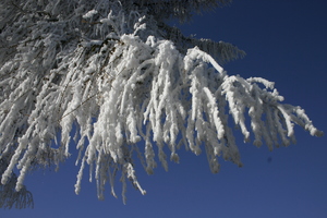 winter tree 2