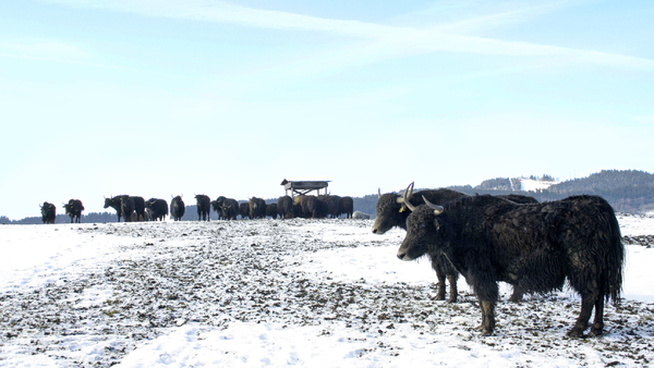yak drove in winter