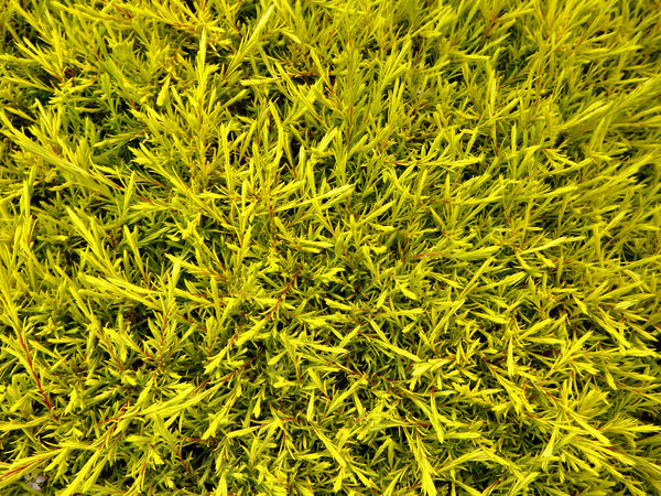 yellow-green garden foliage1