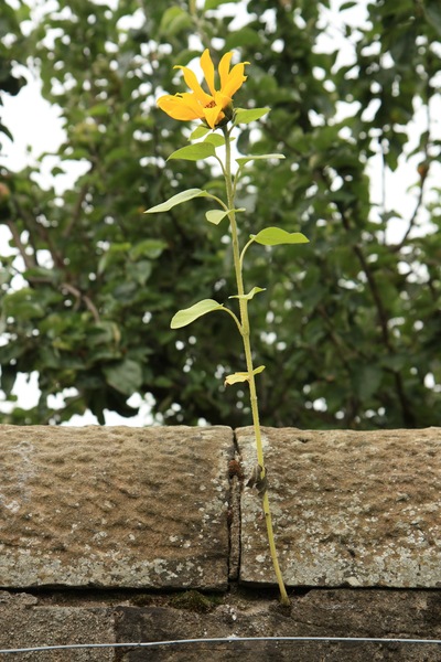 Opportunistic Sunflower