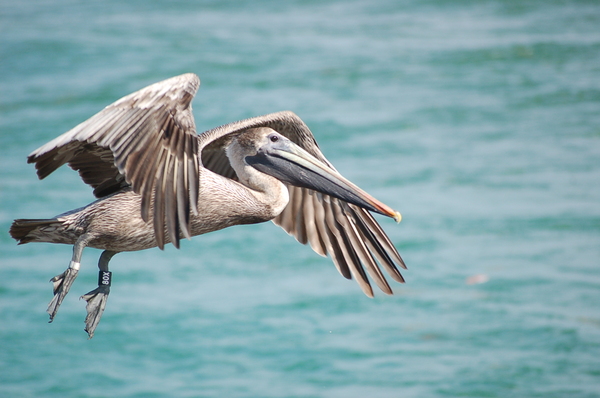 pelican series 3