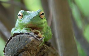more frogs: Frogville, near my home in Bolivia