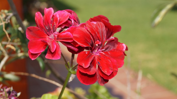 Red Flower 3