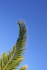 palmbladeren 2: 